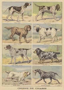 Cães de caça